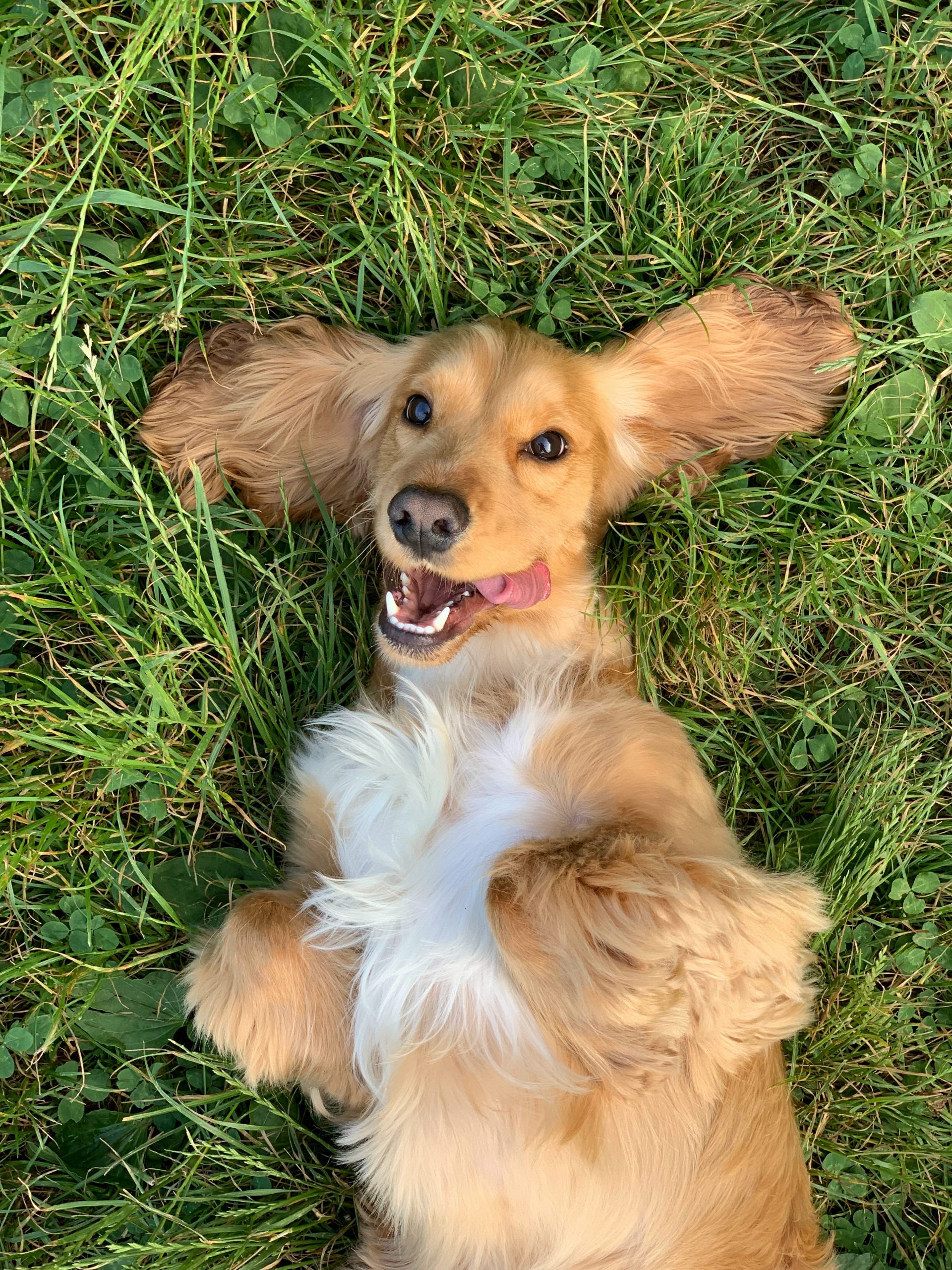 Foto af en glad hund